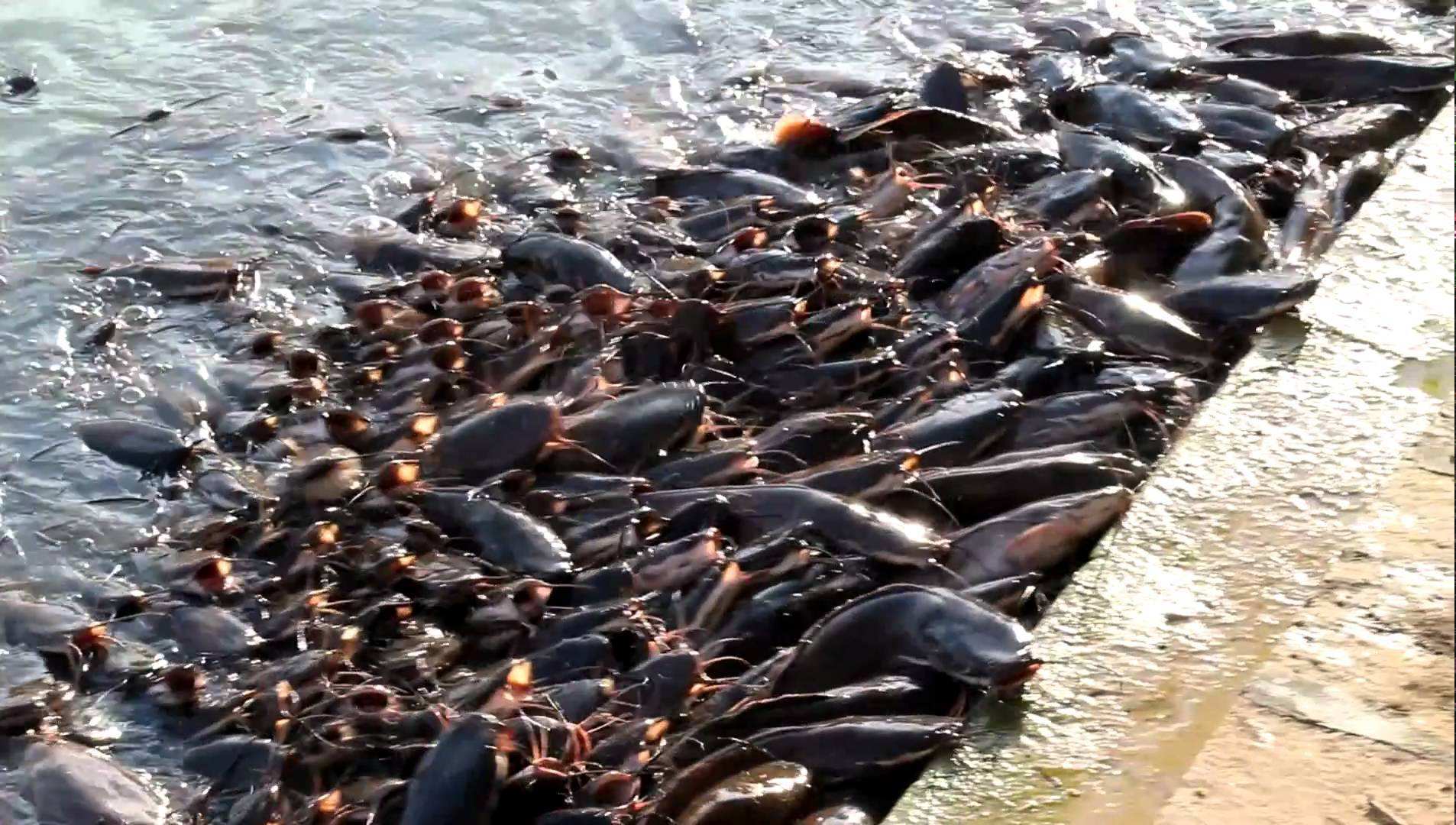 印度的鲶鱼泛滥成灾,中国网友表示给钱都不吃的,这是为什么呢?