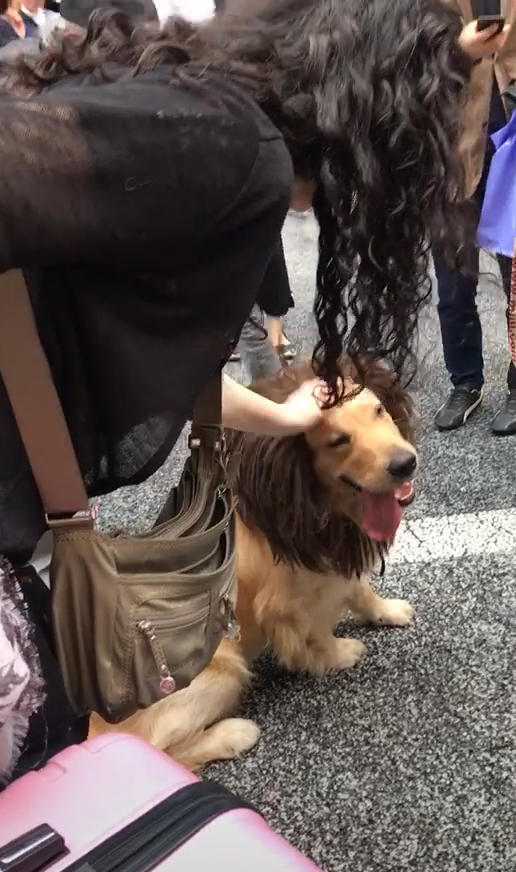 金毛被众多人围观网友好奇凑了上去看到后立马笑喷金毛狮王