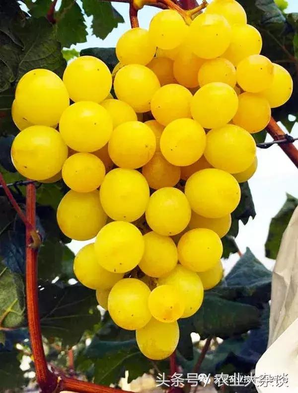 种好阳光玫瑰葡萄看这一篇文章就够了!