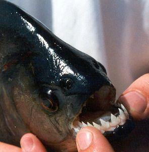 史前咬力最强的恐怖食人鱼, 名副其实的骨头粉碎者