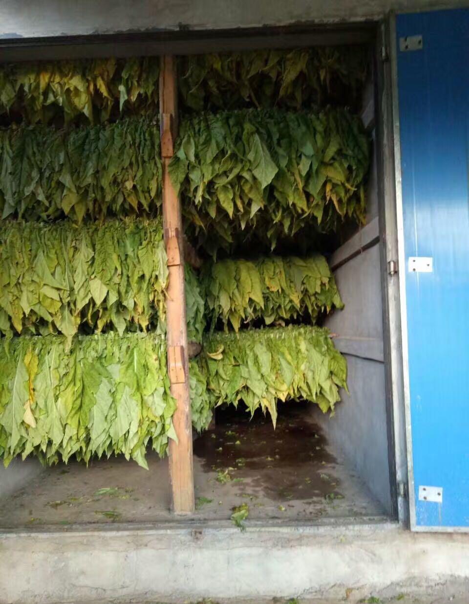 烤烟是怎么样练成的呢 从小苗到金灿灿的烟叶整个过程必须纯手工