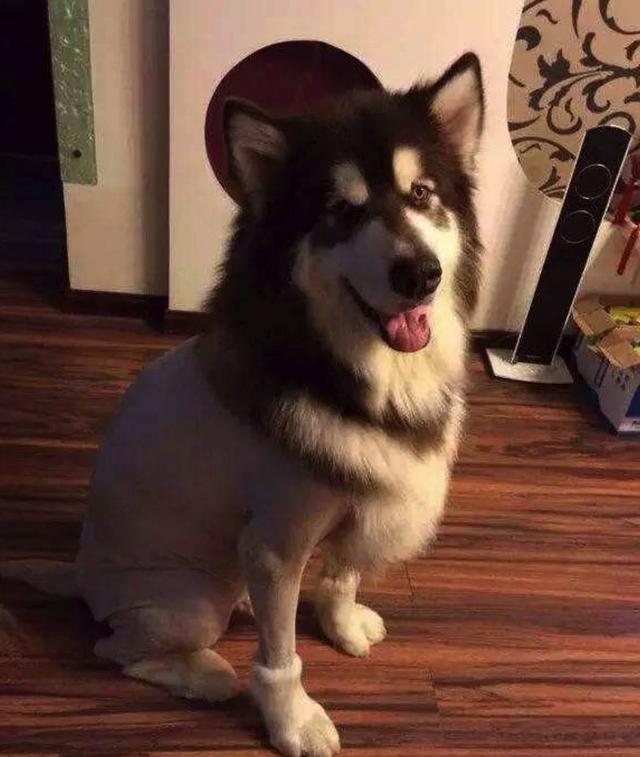 狗狗剃毛之后的造型,隔着屏幕都能感受到狗子的崩溃!