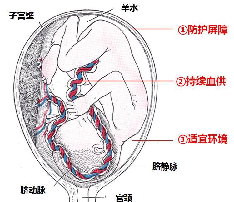胎儿|羊水|母体_新浪新闻