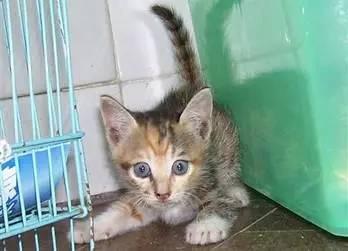 流浪猫姐姐终于见到弟弟,两只猫黏在一起就像连体婴