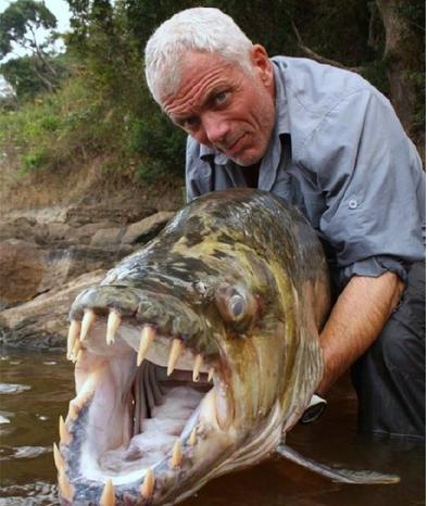 食人鱼的可怕程度也在电影中多次体现过,这群体积不大的鱼类,长着尖尖