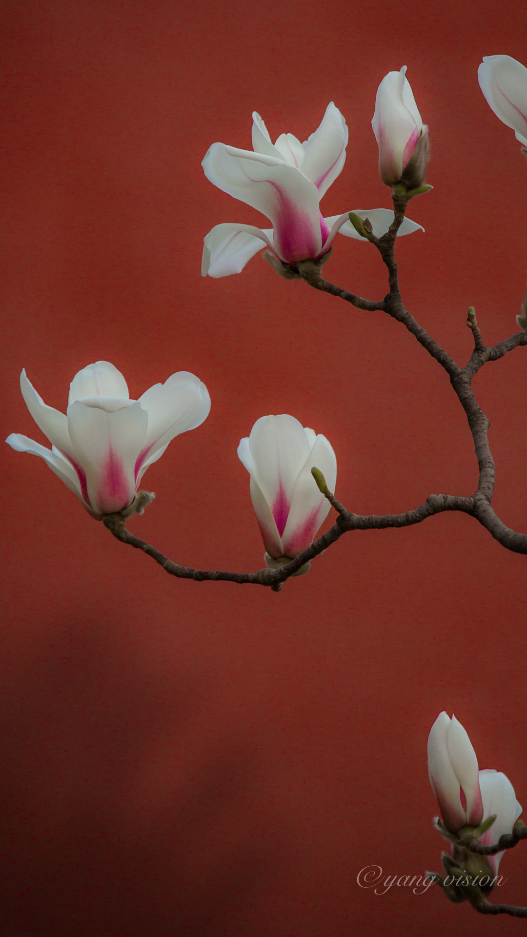 2018京城春花,红墙玉兰花