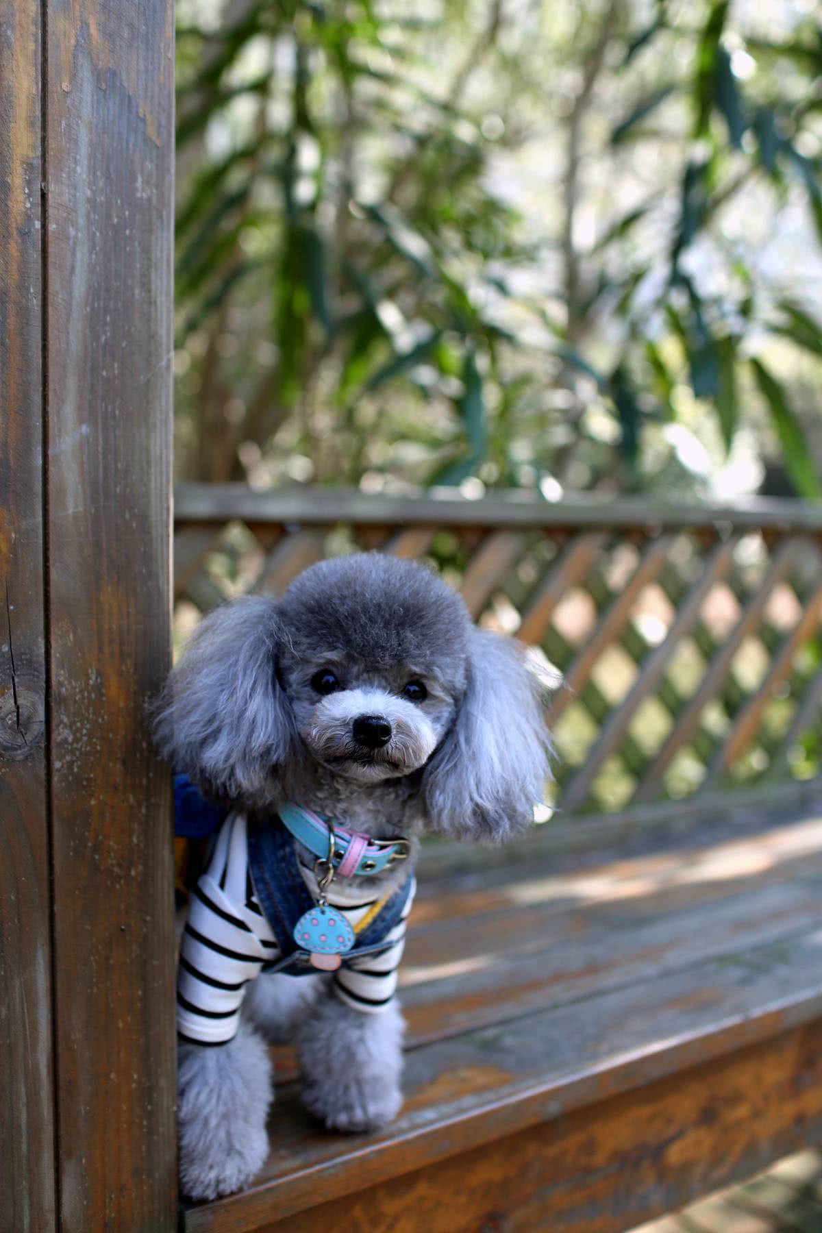 春暖花开,小泰迪春游写真 一