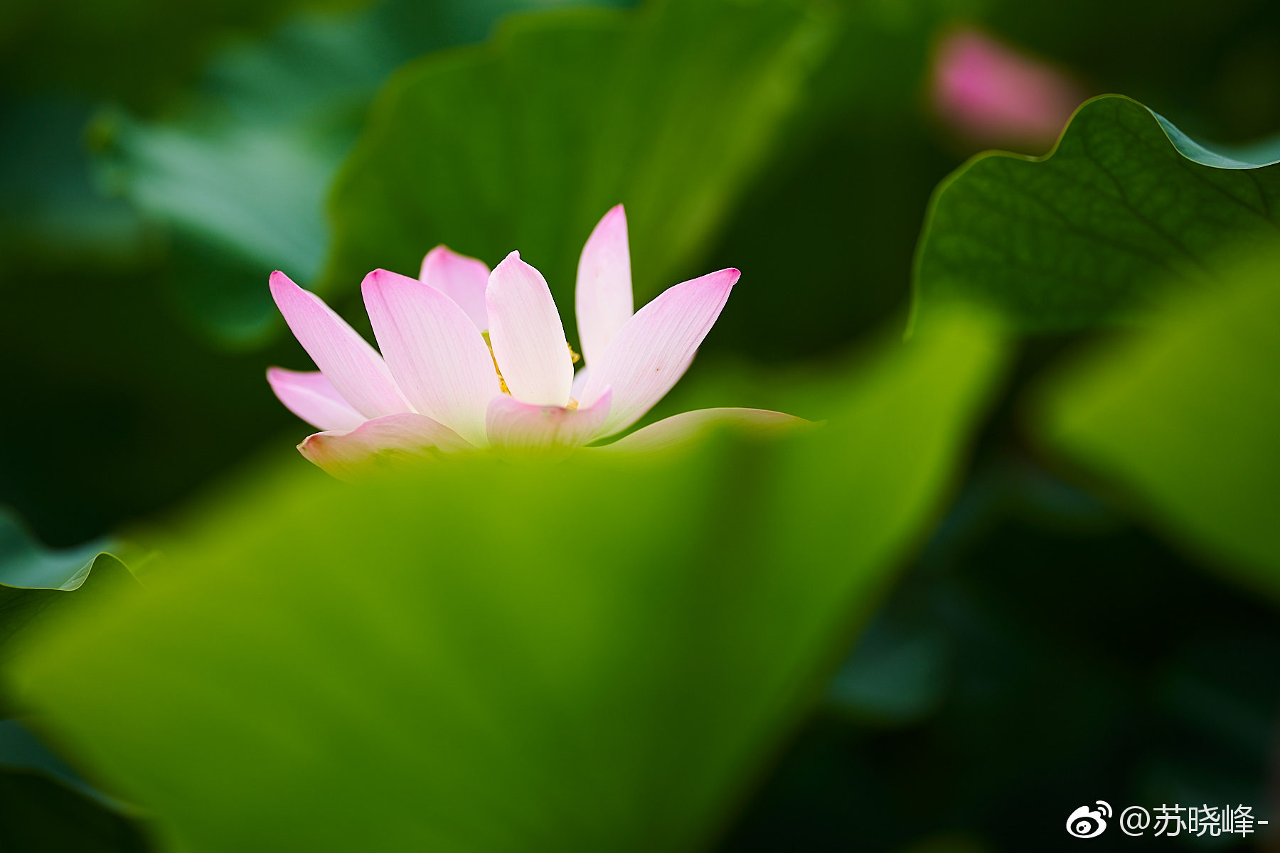 秀色掩今古,荷花羞玉颜