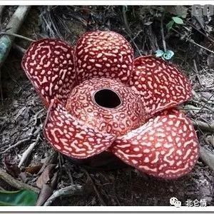 食人花神秘的亚马逊河热带植物