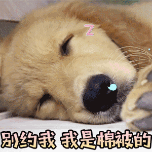 「寻鹦嘉园」超萌表情包来袭,都是给你准备的|表情包|主子|宠物_新浪