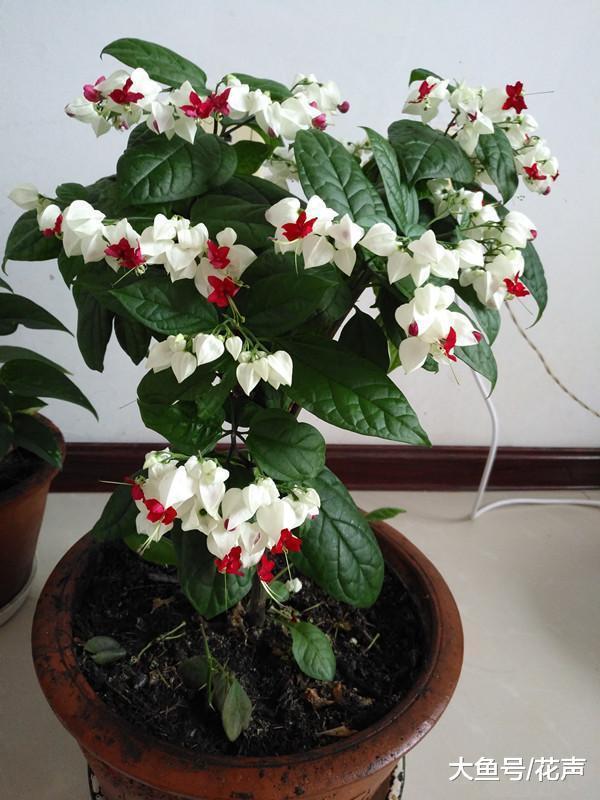 九龙吐珠九龙吐珠,是马鞭草科大青属灌木,名副其实的木本花卉,不是