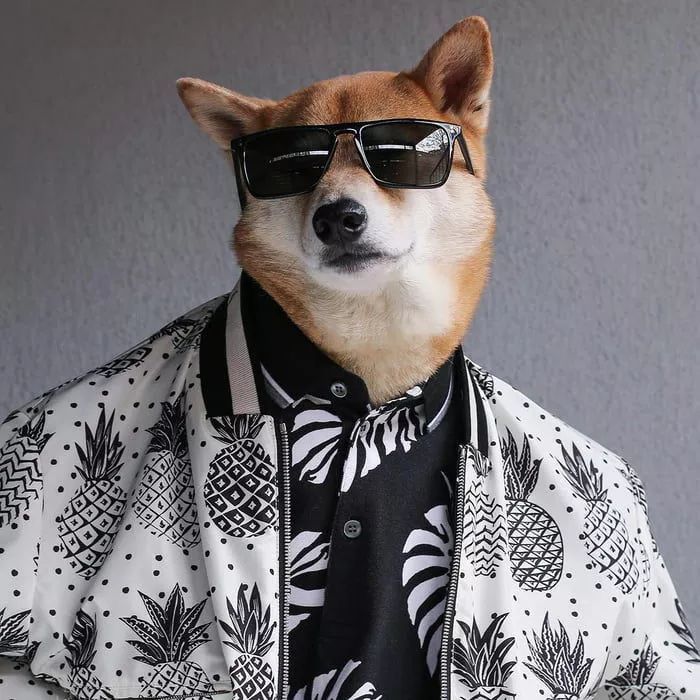 狗穿上衣服都比你帅!