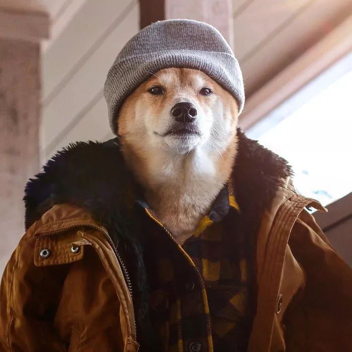 狗穿上衣服都比你帅!