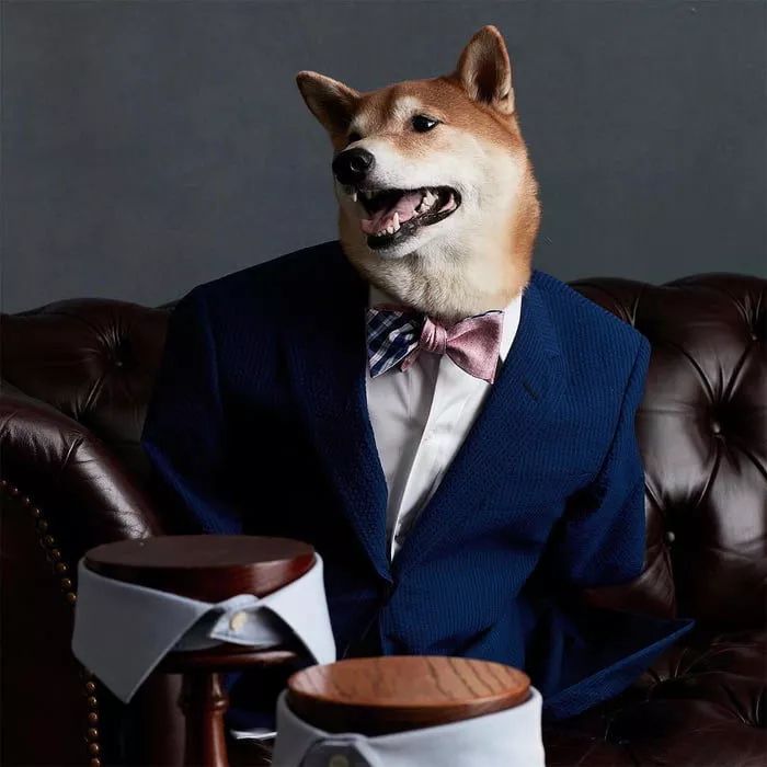 狗穿上衣服都比你帅!