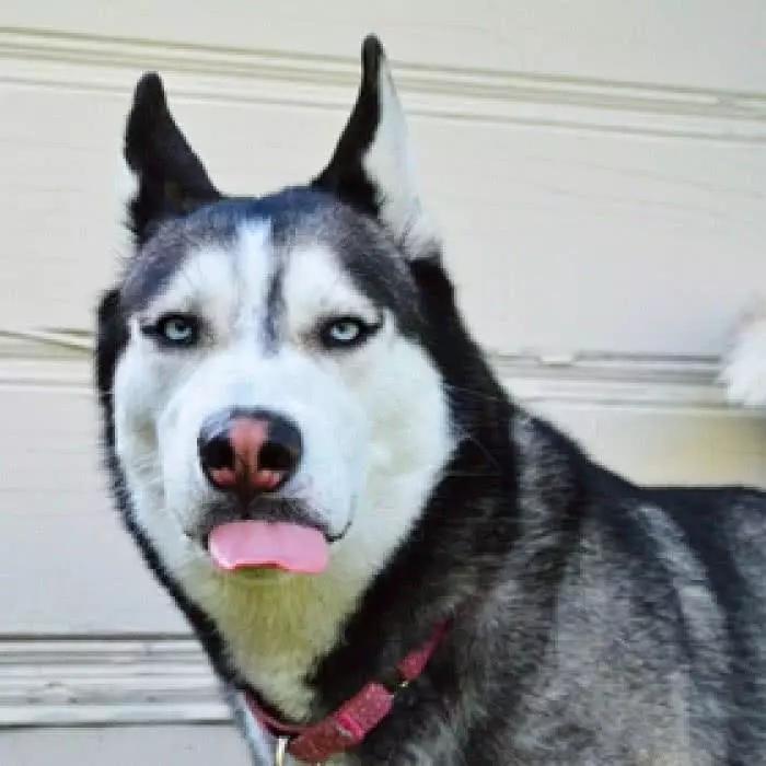 搞笑沙雕狗子头像这是金雕那是银雕你是我的小沙雕