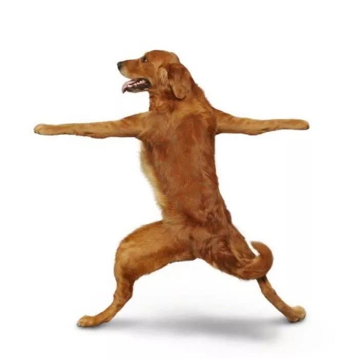 搞笑沙雕狗子头像这是金雕那是银雕你是我的小沙雕