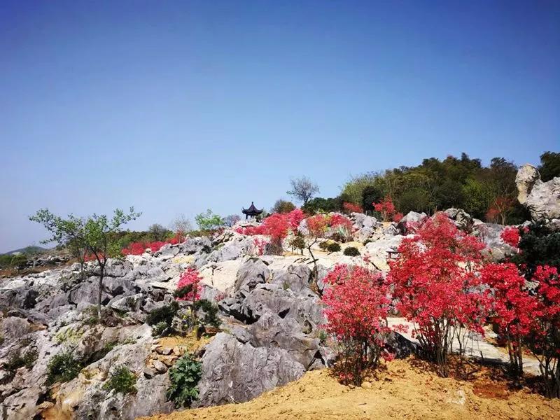 宜兴张渚石罗墩里的映山红开放了,给你一个铺天盖地的惊喜