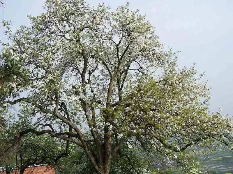 郑新芳:故乡的杜梨树乡愁一缕
