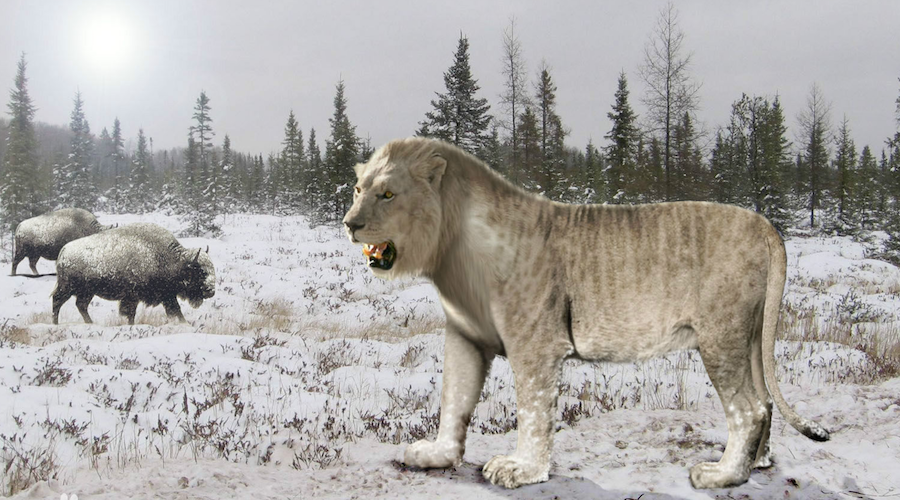 莫斯科出土万年前穴狮,50000年皮毛尚完整,不愧为狮子祖先