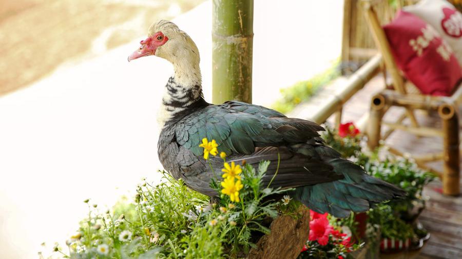 黄磊揭晓"彩灯"身世为番鸭,人称"社会大鸭"