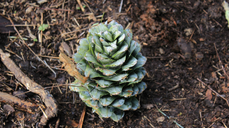 为什么说东北最危险的工作是打松塔?到底有多困难?