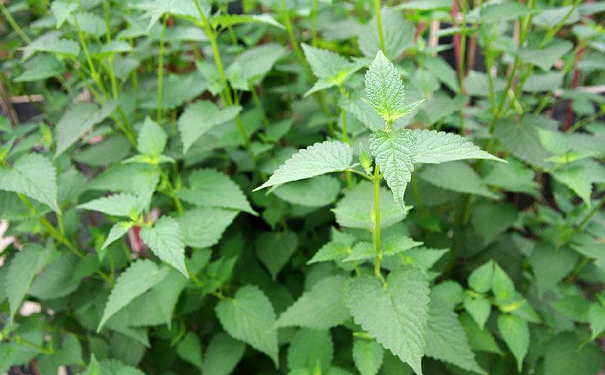 藿香,大多数农家小院都会种在房前屋后的一种植物,在农村称之为菜并不