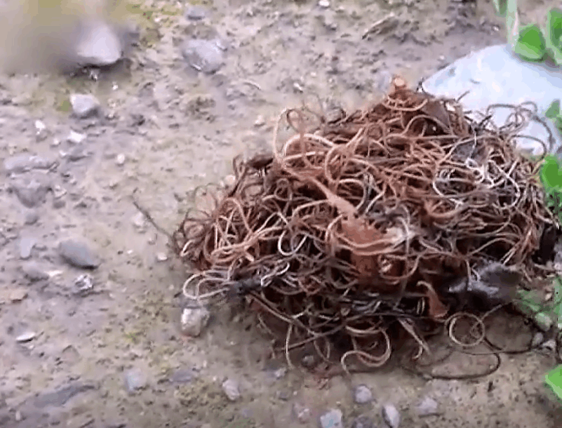 男子河边发现不明"铁丝团", 还在不断蠕动, 细看后果断离开