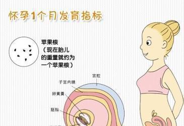 怀胎十月,这样记录胎宝宝每月的成长,过程神奇且美丽!|准妈妈|胎儿|胎宝宝_新浪新闻