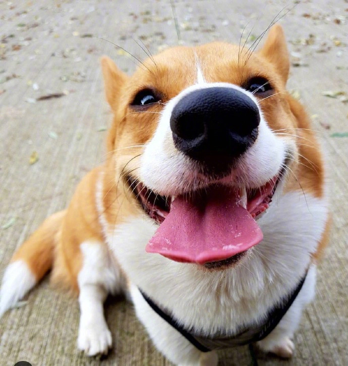 小柯基oliver,每天都笑容满面,超好治愈的,看得心情都好了