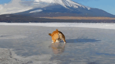 一般来说短时间的雪上玩耍大部分狗狗是不用穿衣服的,但是如果你准备