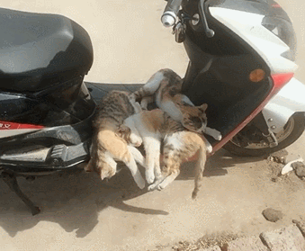 339_279gif 动态图 动图