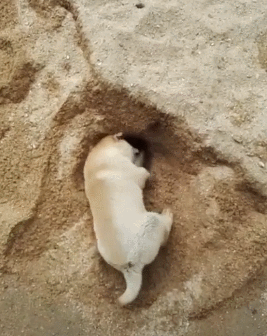 狗子专注挖坑,奈何技术欠缺,网友:就这技术还想挖煤?塌方了吧