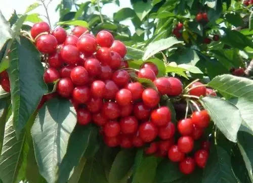 据说,在泰安拍抖音分分钟刷爆100W+!