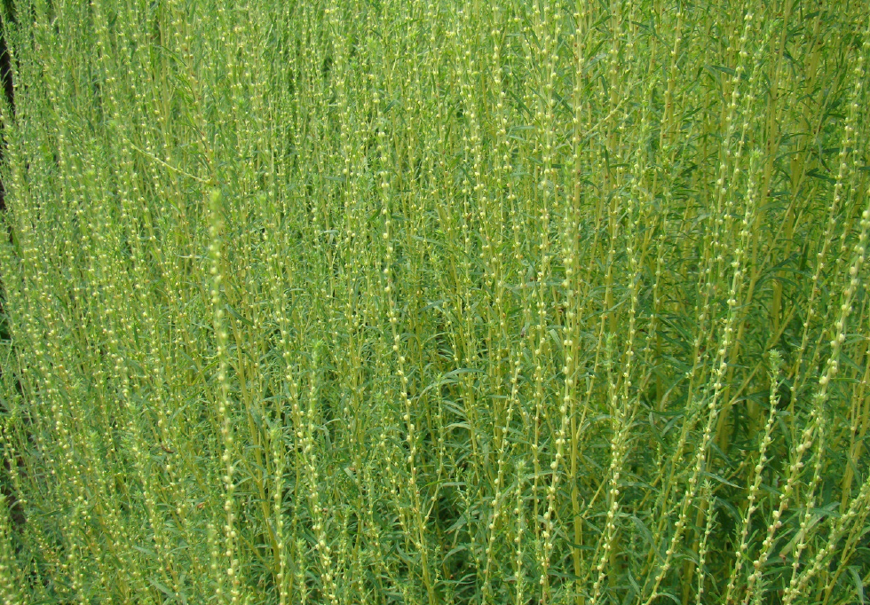 这种野草原来叫地肤子,可以治脚气