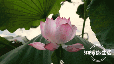 就这么在白色的水雾中若隐若现,各种形态,颜色的荷花,含苞待放,肆意