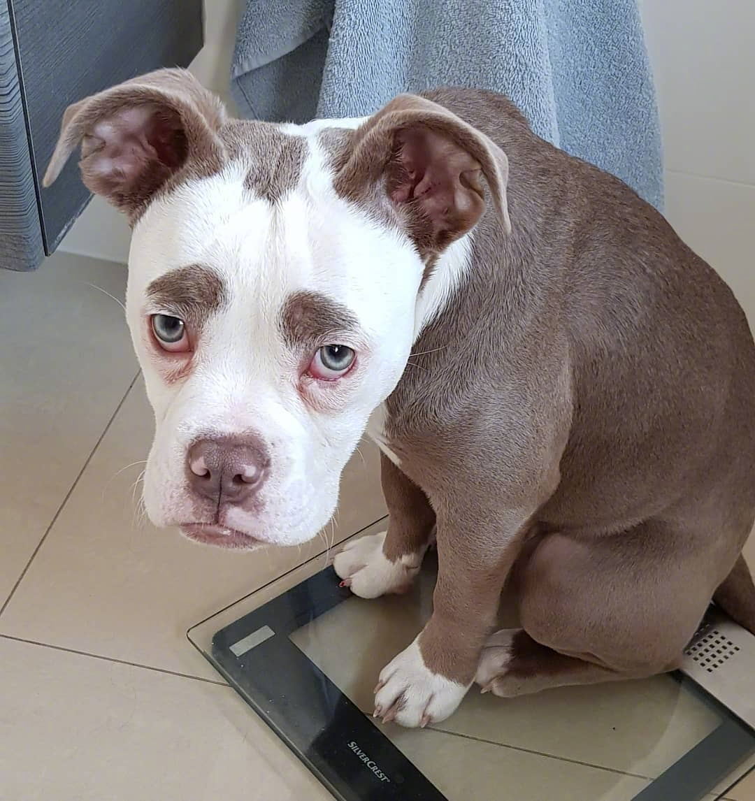 德国的斗牛犬madame eyebrows,浓眉大眼,但天生看起来比较消沉