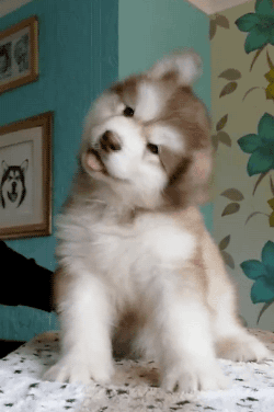 250_376竖版 竖屏gif 动态图 动图