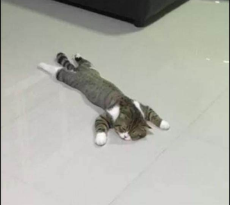 天太热猫咪趴在地板上睡觉,这姿势太销魂,网友:像一只小乌龟