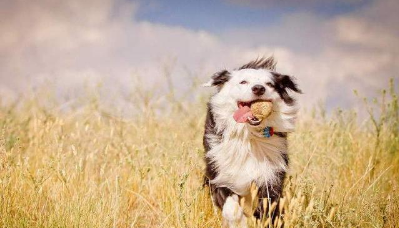 宠物:为什么边境牧羊犬会咬人