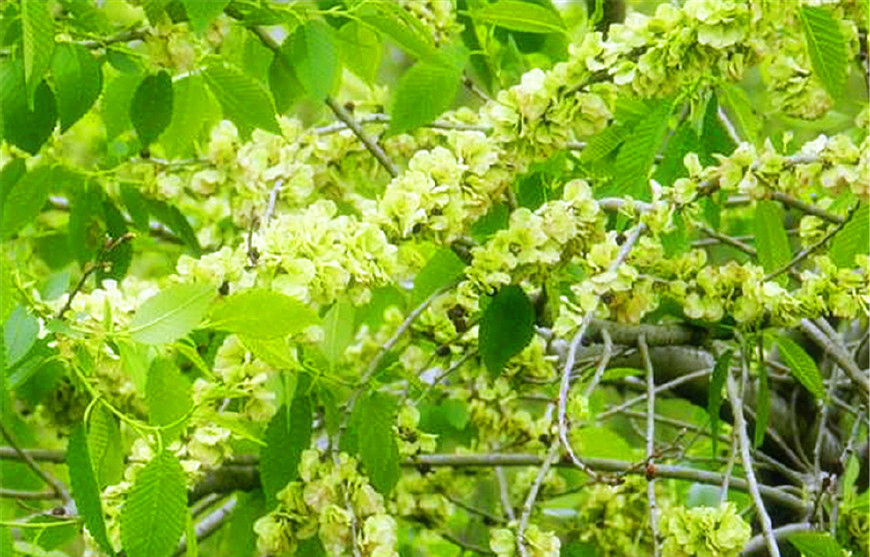 盘点农村人最爱吃的树上美味,第二个像毛毛虫,不敢动筷|榆钱|构树