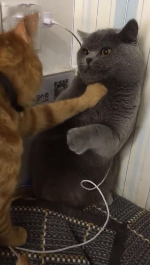 两猫独自相处,主人离开一会,回来看到这幕笑喷:你掐它脖子干嘛