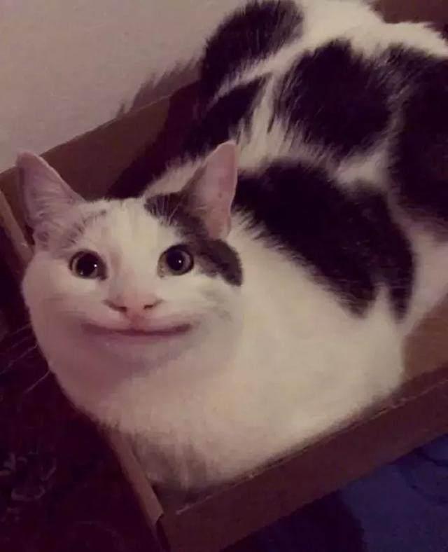 喵版假笑男孩魔性笑容,一脸假笑好无奈,猫咪:靠卖笑为生!