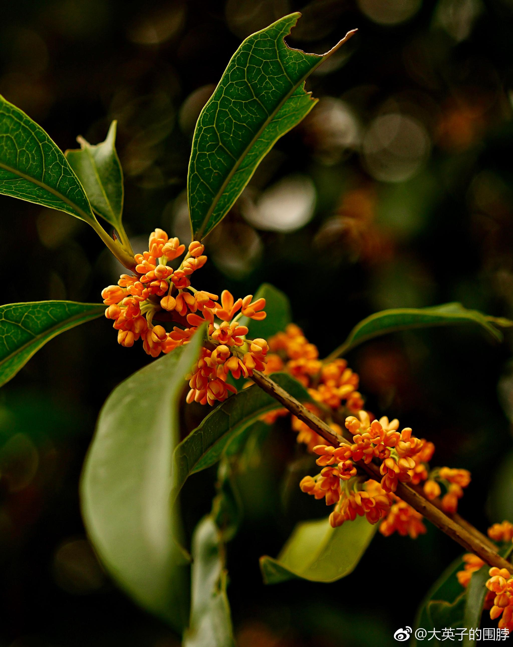 原创摄影|桂花|桂花酱|桂花茶_新浪新闻
