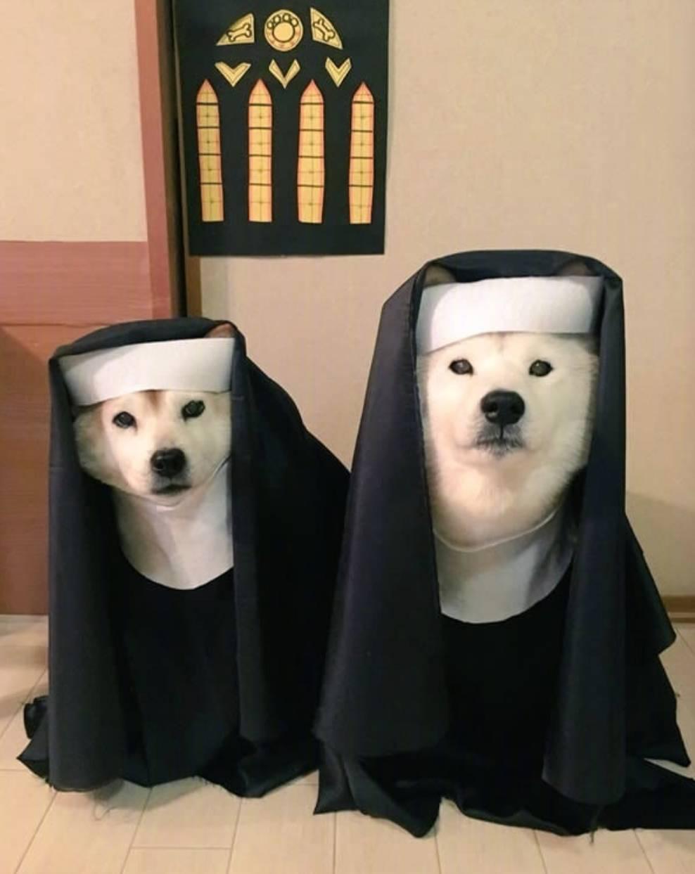 两只柴柴的cos日常如果你是狗狗你还笑得出来吗