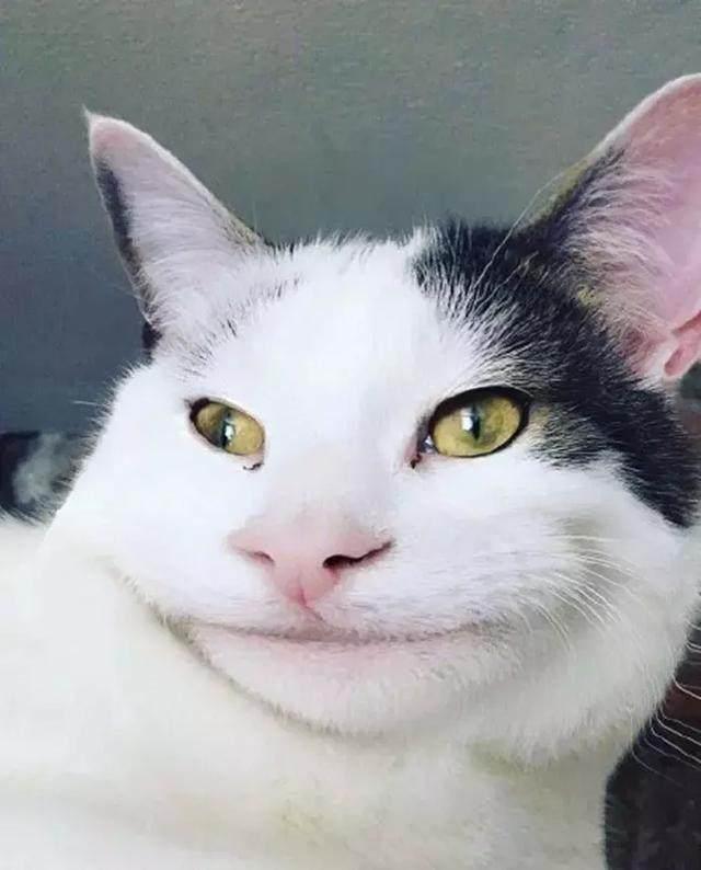 喵版假笑男孩魔性笑容,一脸假笑好无奈,猫咪:靠卖笑为生!