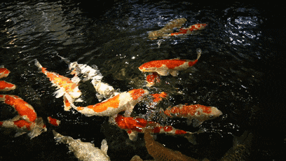 408_230gif 动态图 动图