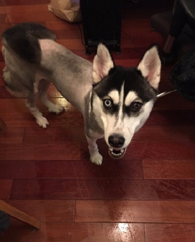 女主人给哈士奇换了一个发型,过了一周后,结果令她后悔不已!