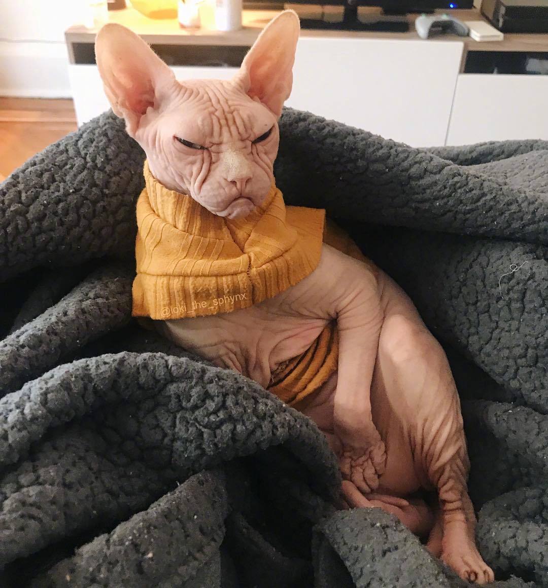 无毛猫loki,浑身透露着大佬的气质,看起来很不好惹.ins