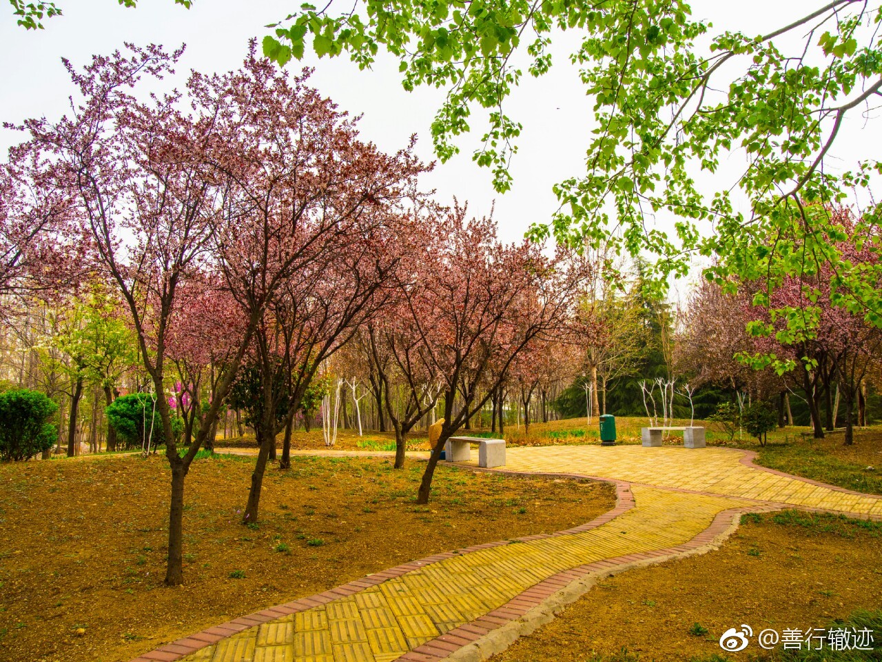 紫色春天紫叶李