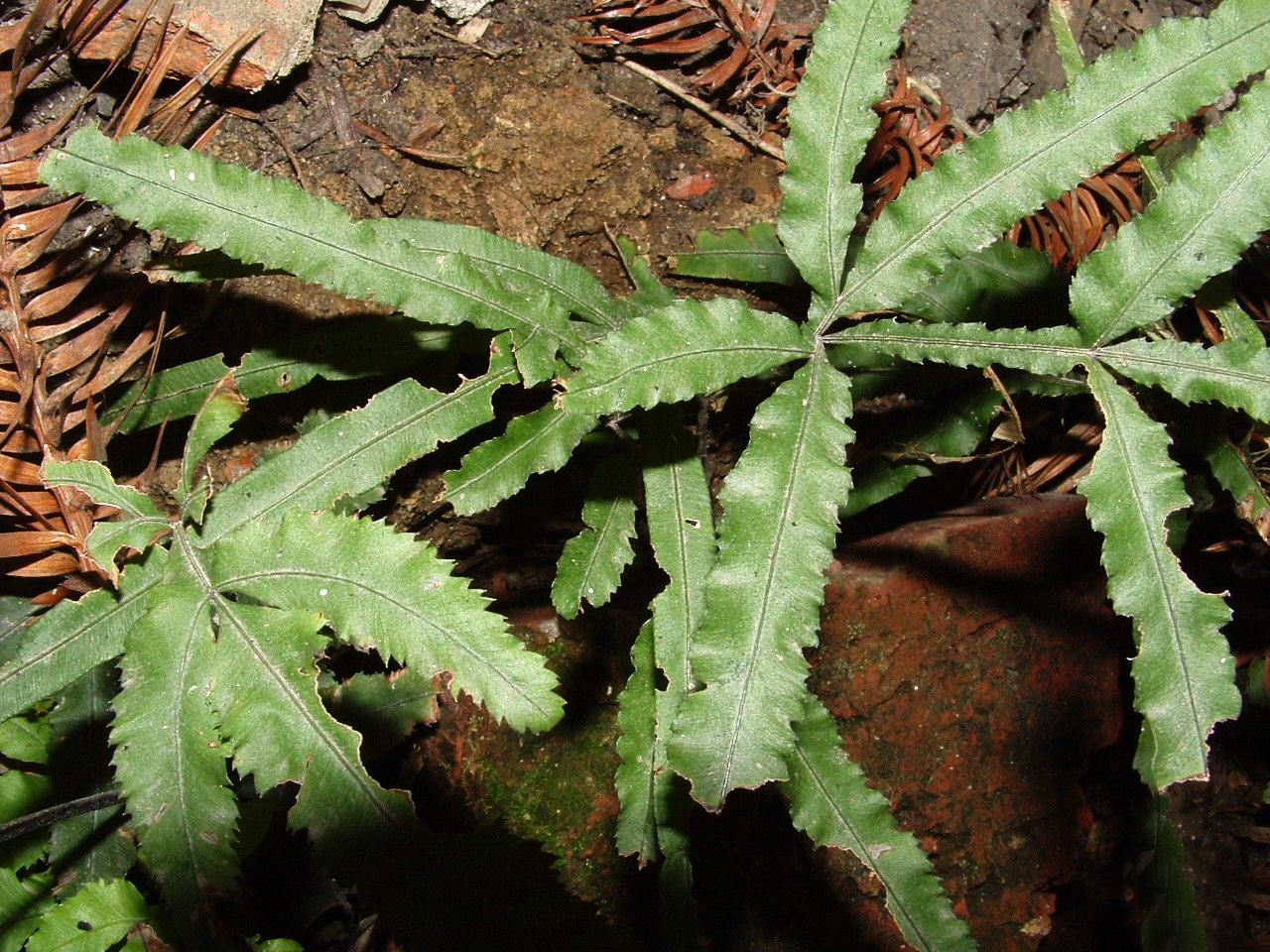 农村井口边的野草,很多人不认识当做杂草,如今12元一斤成稀罕货